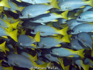 Working  together  (parapristipoma humile) by Mariano Mañas 